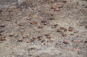 Violin Crabs doing what they do